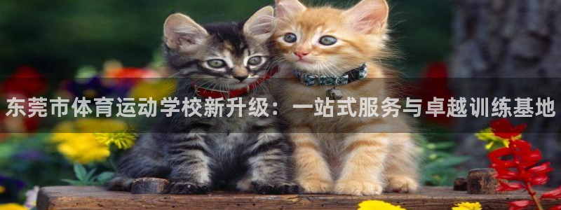 3377体育官方正版app娱乐代理怎么样：东莞市体育
